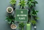 10 Air-Purifying Plants