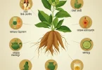 Benefits of Ashwagandha in Hindi