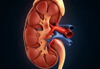 Harmful Habits That Can Damage Your Kidneys