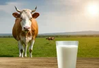 Health Benefits Of Cow Milk
