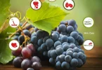 Health Benefits of Grapes