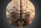 How to Reduce Mental Load and Boost Brain Health in Hindi