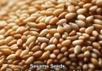Sesame Seeds Powerful Benefits, Nutrition & Uses