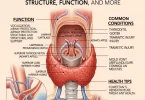 Thyroid cartilage