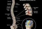 Spine anatomy
