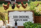 sick chickens